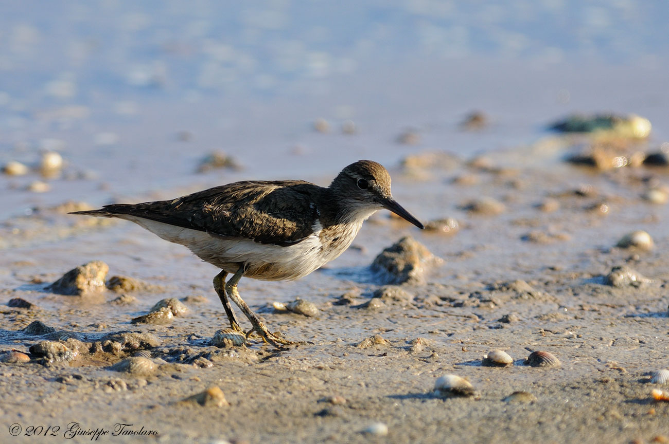 Piro-piro piccolo (Actitis hypoleucos)