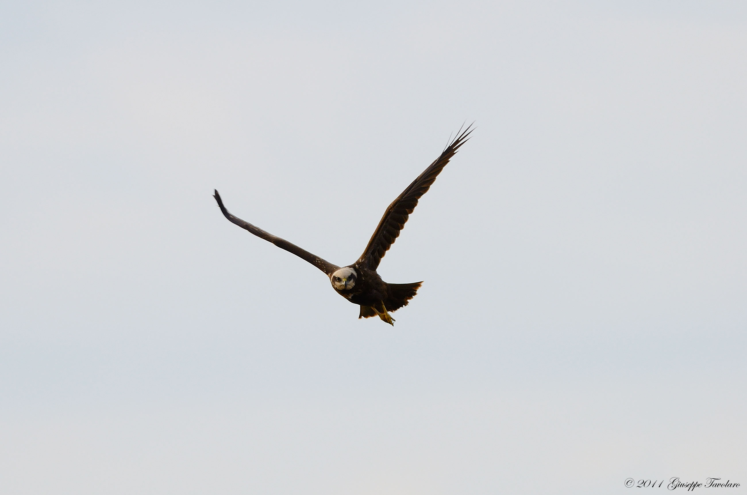 Falco di palude: 2 ritratti.