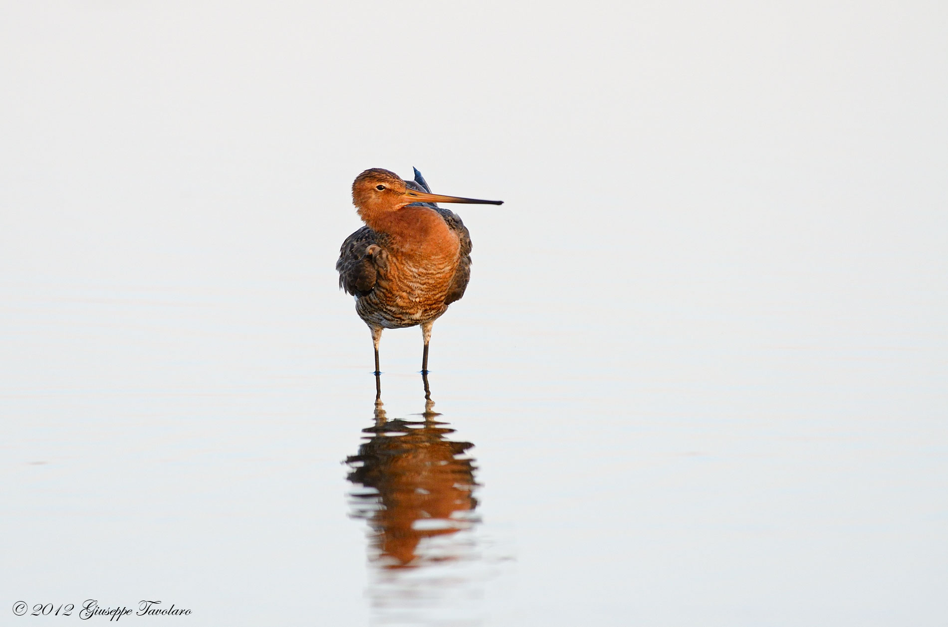 Pittima reale (Limosa limosa)