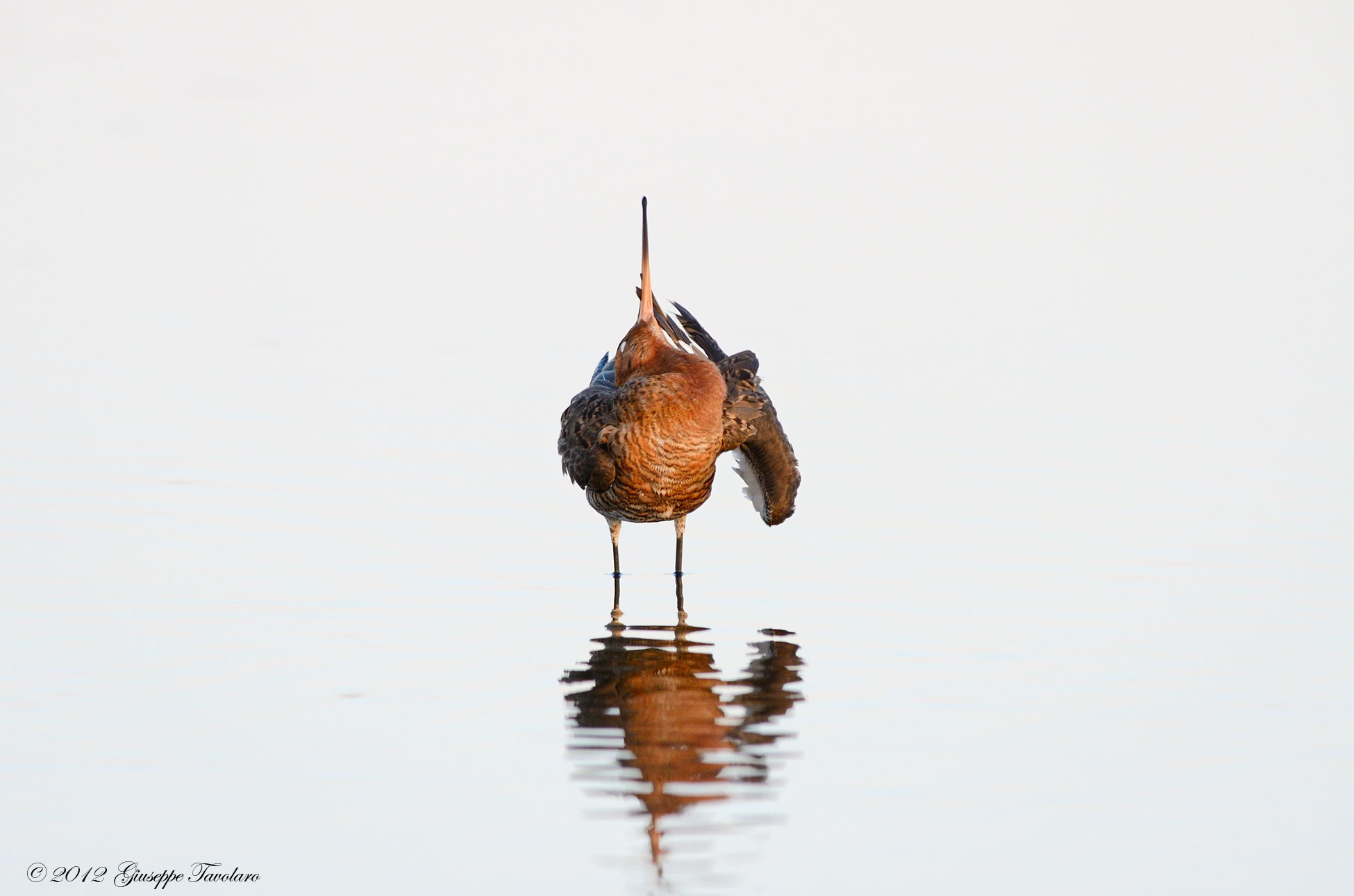 Pittima reale (Limosa limosa)