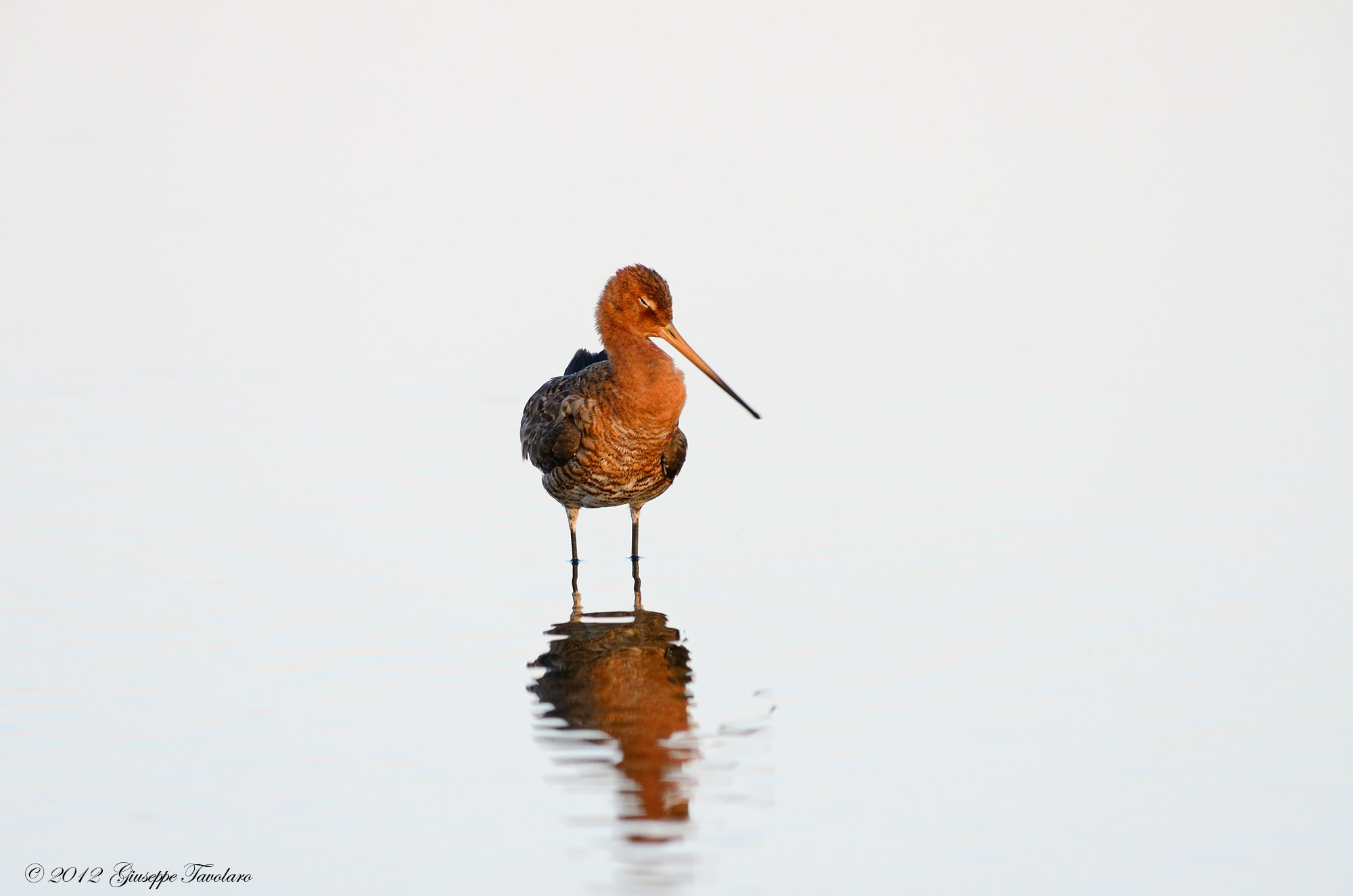 Pittima reale (Limosa limosa)