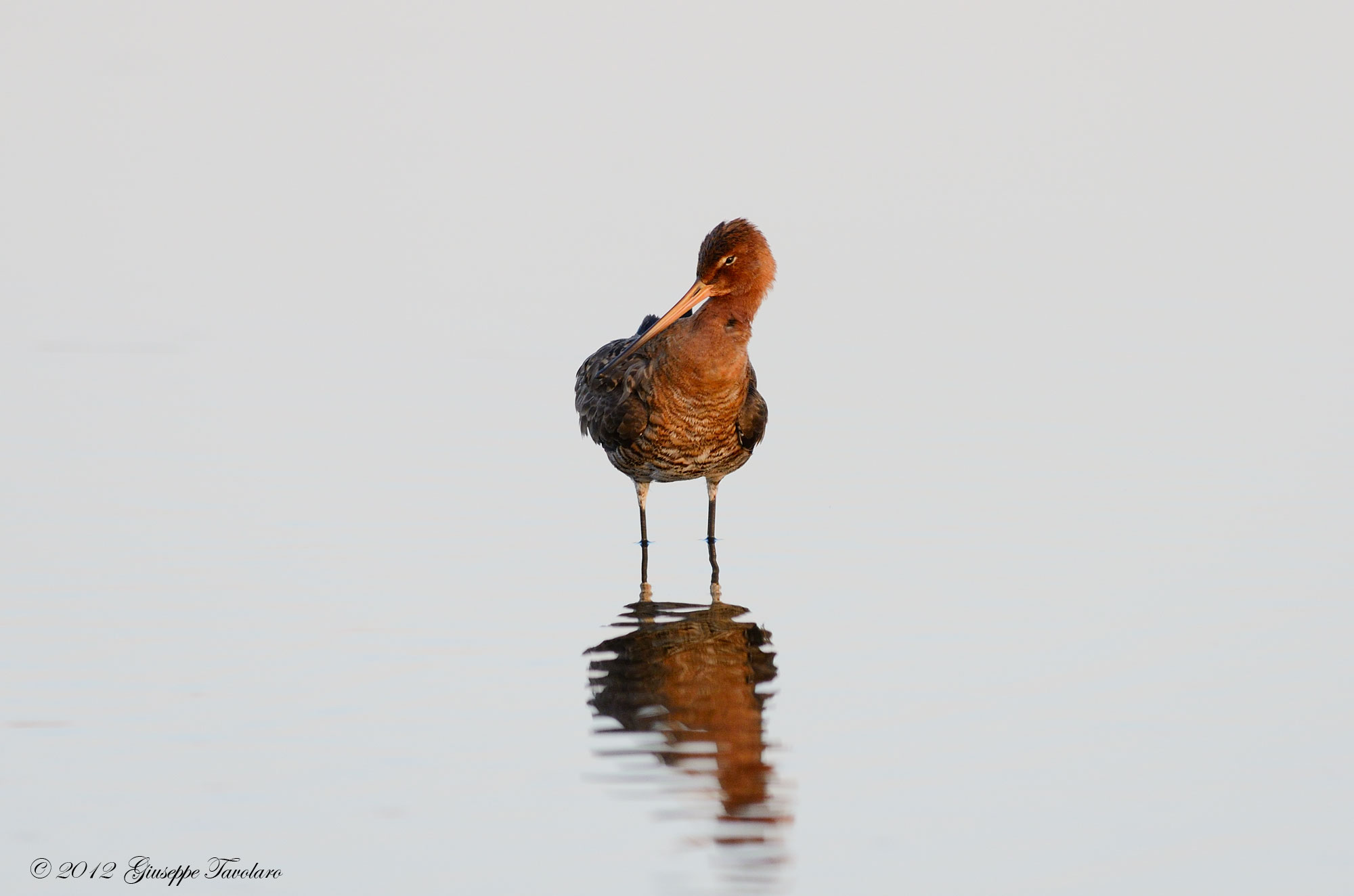 Pittima reale (Limosa limosa)