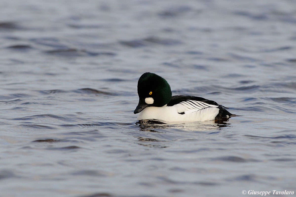 Quattrocchi (Bucephala clangula)