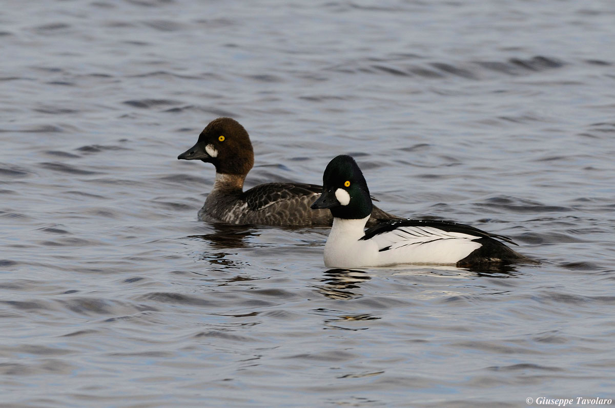 Quattrocchi (Bucephala clangula)