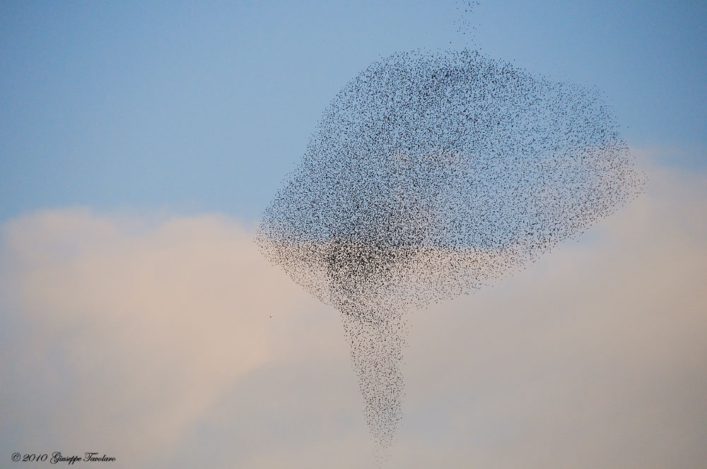 Evoluzioni al tramonto