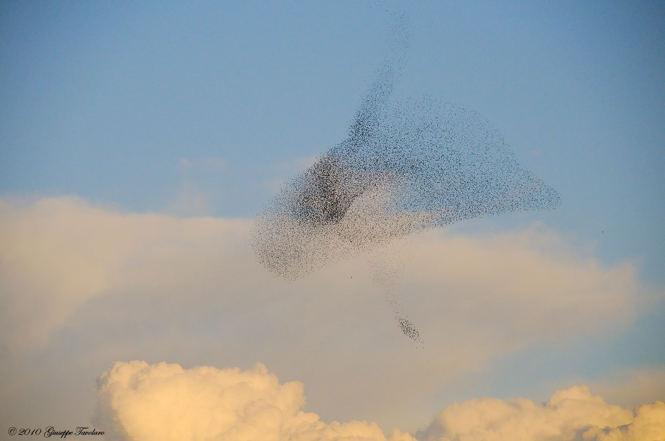 Evoluzioni al tramonto