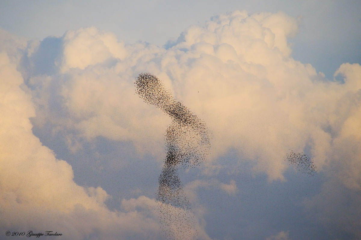 Evoluzioni al tramonto