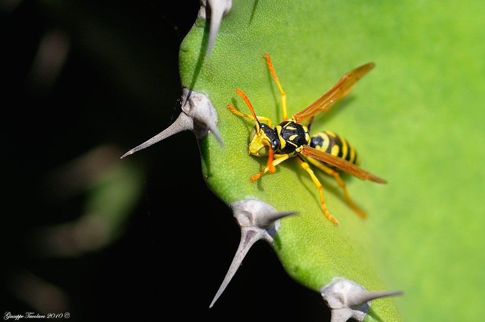 Maschi di Polistes dominula in lotta