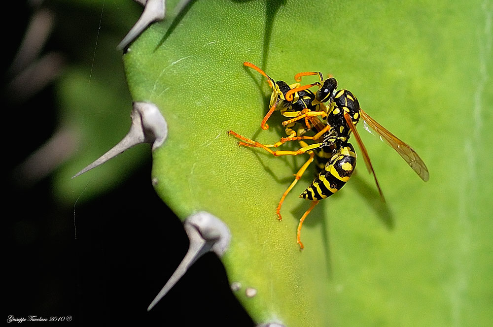 Maschi di Polistes dominula in lotta