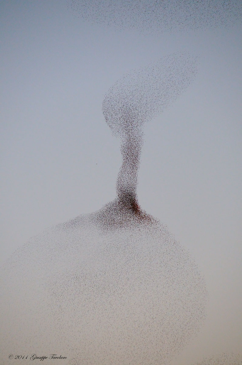 La Papera, la clessidra, la Lepre, il Cavalluccio marino