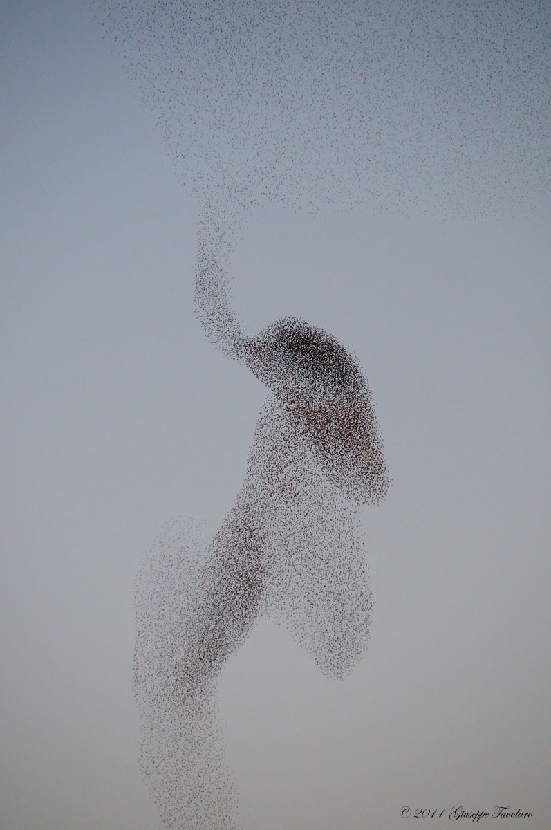 La Papera, la clessidra, la Lepre, il Cavalluccio marino