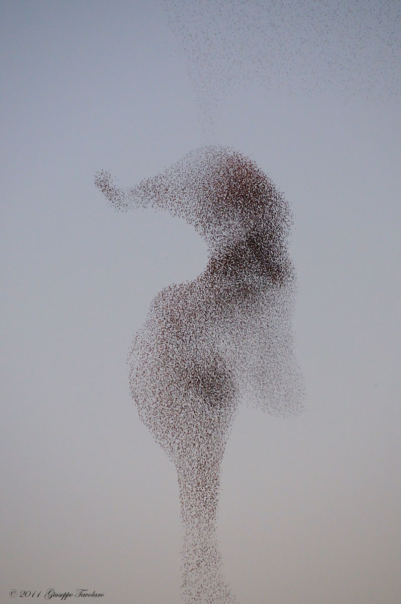 La Papera, la clessidra, la Lepre, il Cavalluccio marino