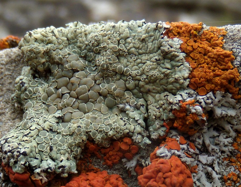 sull''arenaria della Laga - una bella comunit�