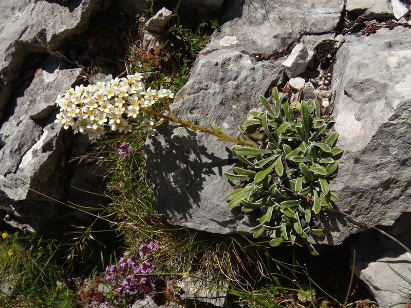 Saxifraga callosa / Sassifraga meridionale