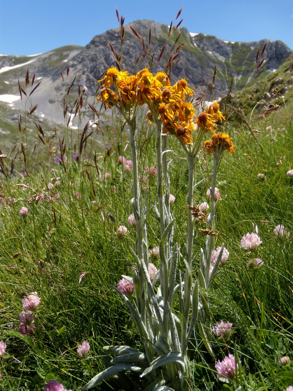 M. Corvo - Tephroseris integrifolia