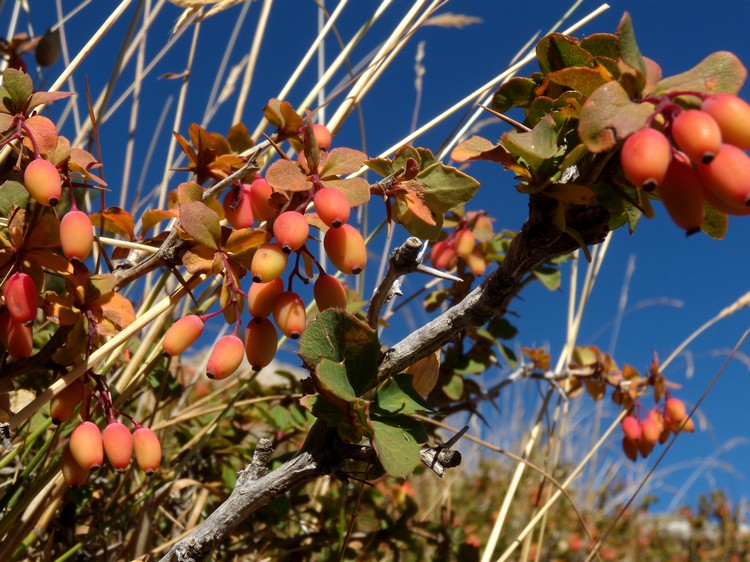 Berberis aetnensis / Crespino dell''Etna