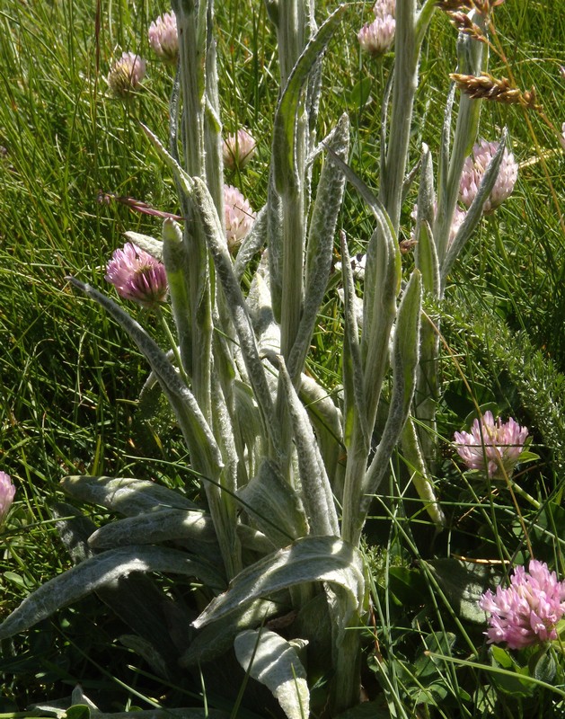 M. Corvo - Tephroseris integrifolia