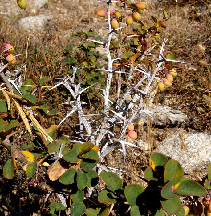 Berberis aetnensis / Crespino dell''Etna