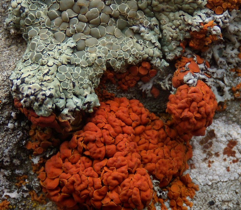 sull''arenaria della Laga - una bella comunit�