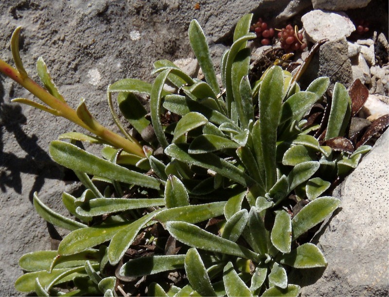 Saxifraga callosa / Sassifraga meridionale