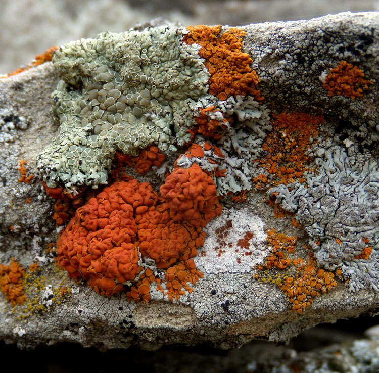 sull''arenaria della Laga - una bella comunit�