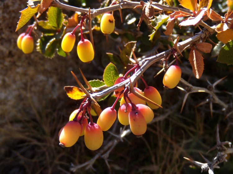 Berberis aetnensis / Crespino dell''Etna