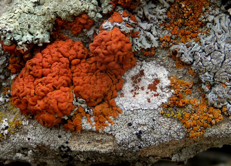 sull''arenaria della Laga - una bella comunit�