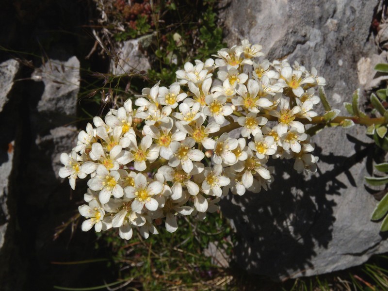 Saxifraga callosa / Sassifraga meridionale