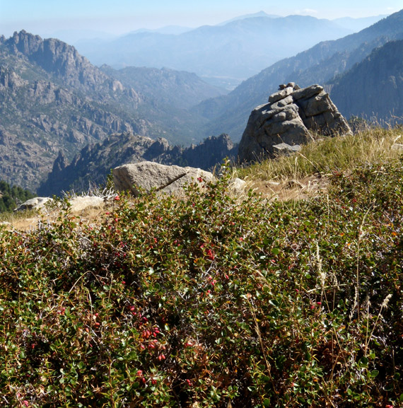 Berberis aetnensis / Crespino dell''Etna