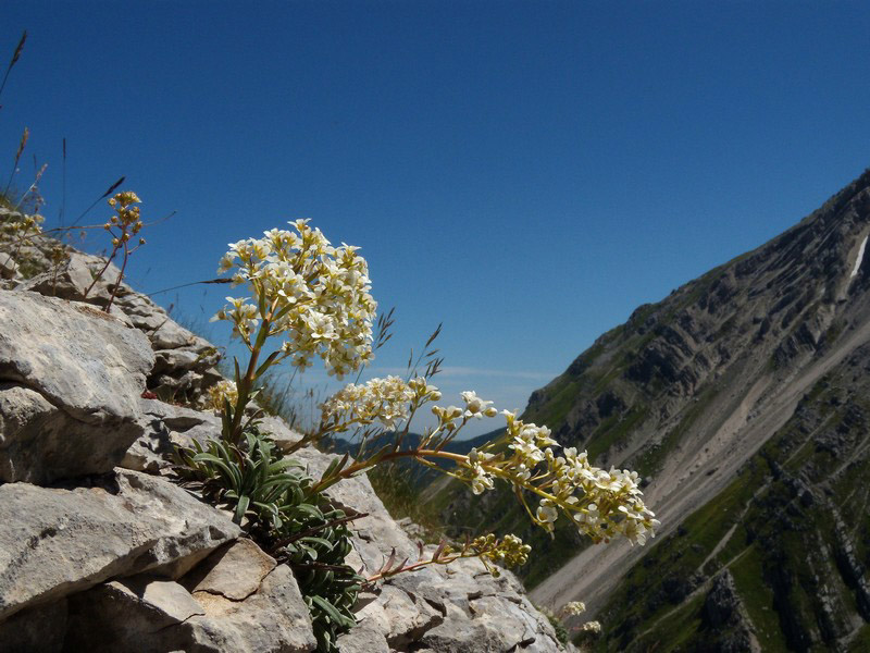 Saxifraga callosa / Sassifraga meridionale