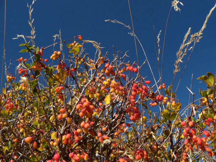 Berberis aetnensis / Crespino dell''Etna