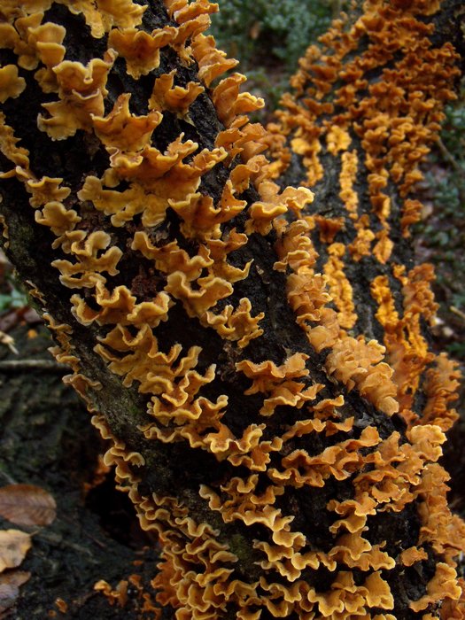 bella colonizzazione (Stereum sp.)