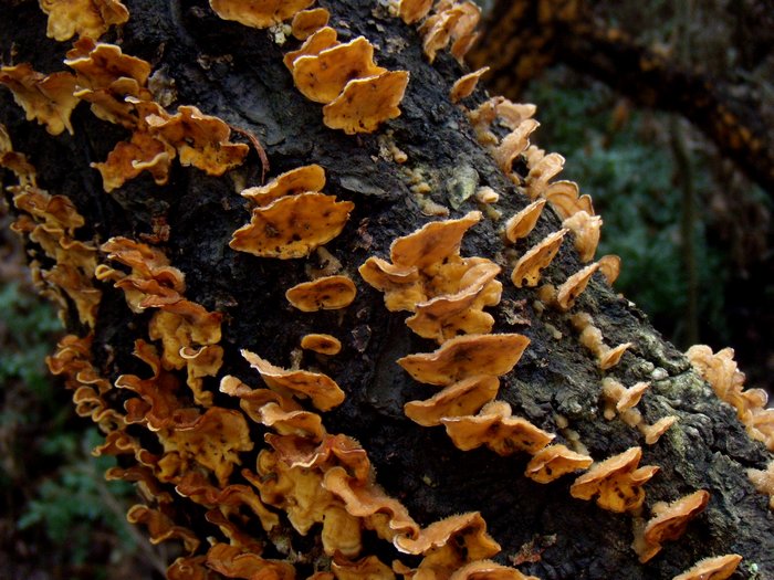 bella colonizzazione (Stereum sp.)