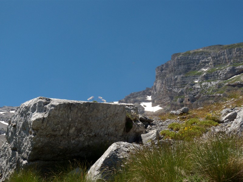 Saxifraga callosa / Sassifraga meridionale