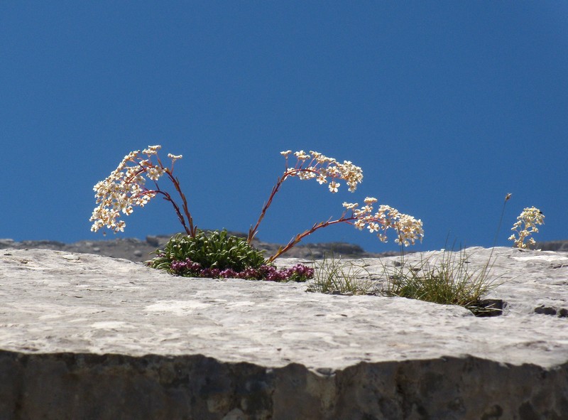 Saxifraga callosa / Sassifraga meridionale