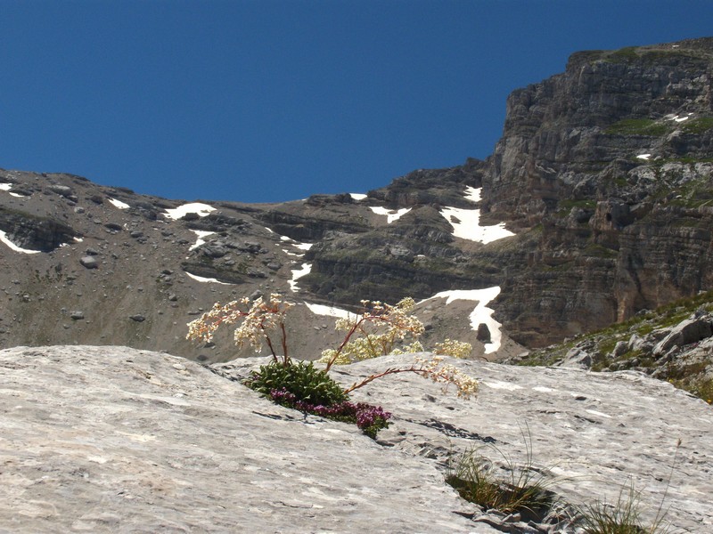 Saxifraga callosa / Sassifraga meridionale