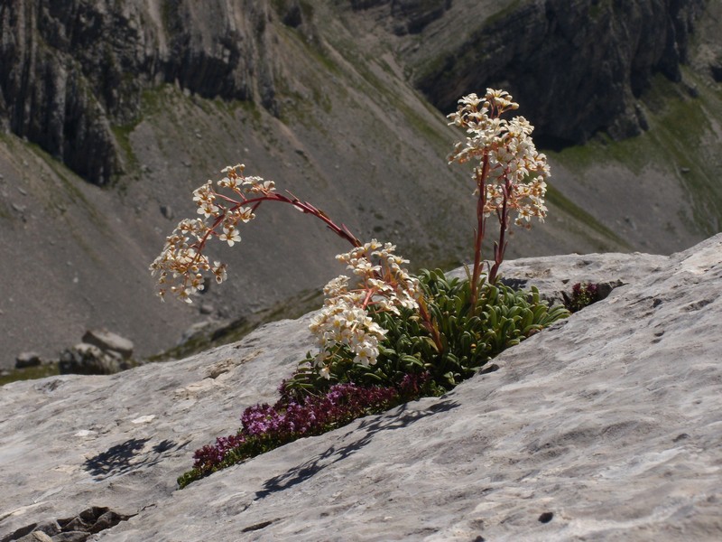 Saxifraga callosa / Sassifraga meridionale