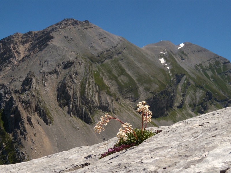 Saxifraga callosa / Sassifraga meridionale