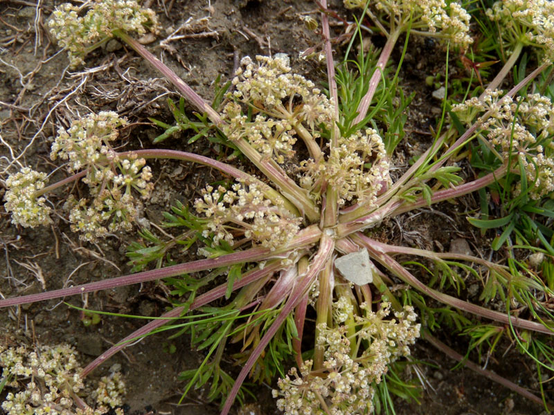 Trinia dalechampii / Sassifragia di Dalechamp