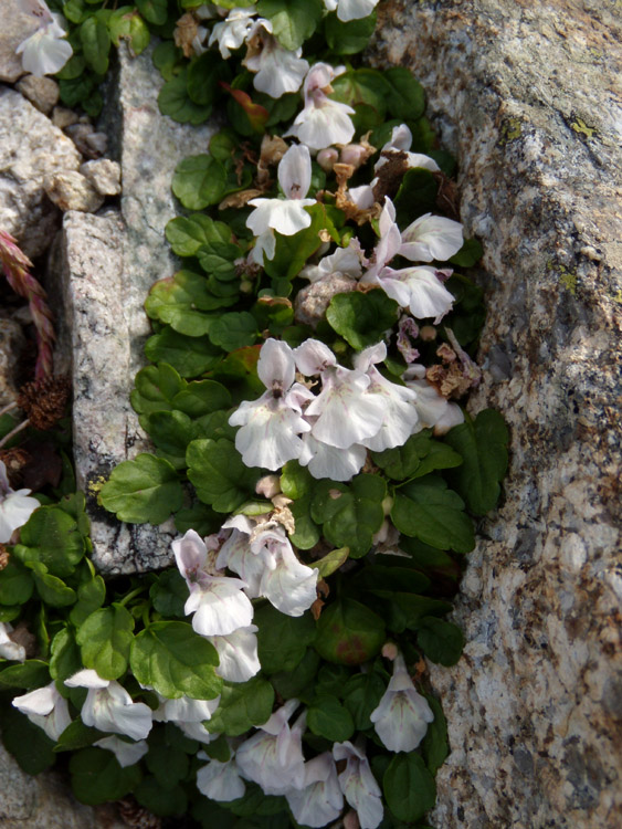 Stachys corsica / Betonica corsica