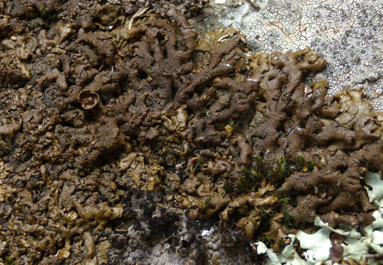 lichene c�rso 3