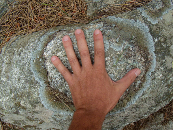 lichen su granito c�rso