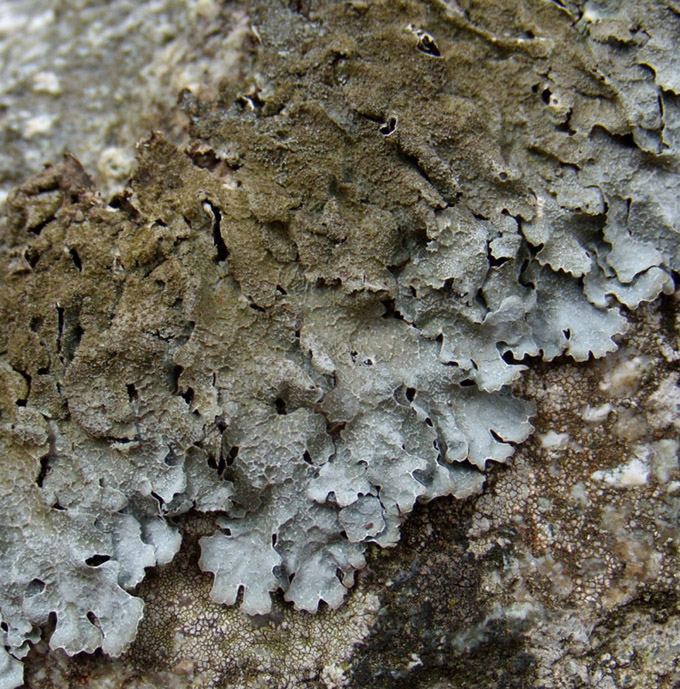 lichen su granito c�rso