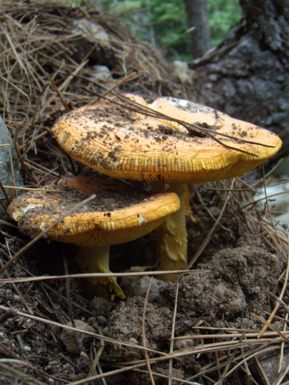 lungo un sentiero c�rso...