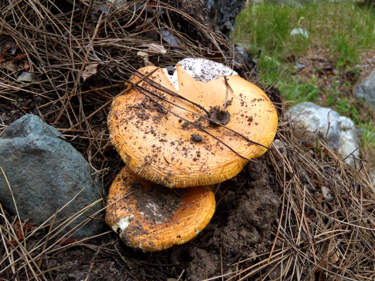 lungo un sentiero c�rso...