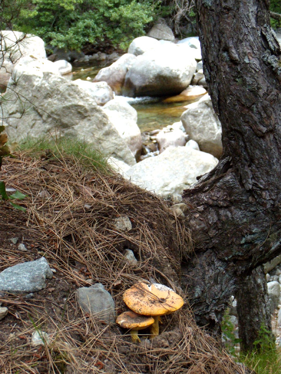 lungo un sentiero c�rso...