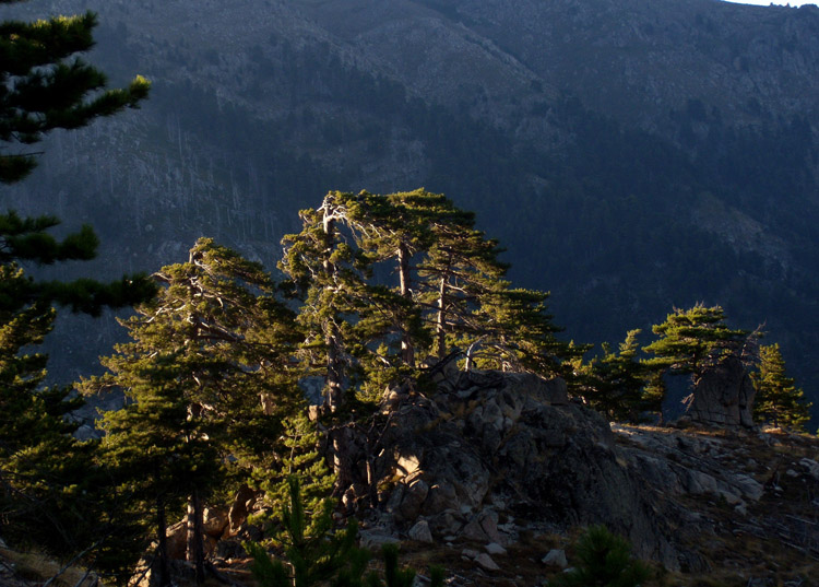 Pinus nigra ssp. laricio