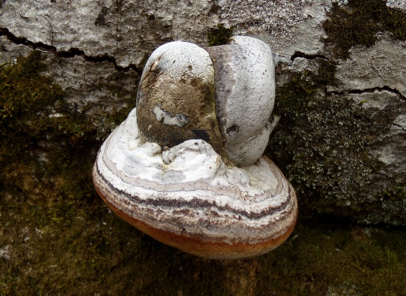 geotropismo - Trichaptum biforme