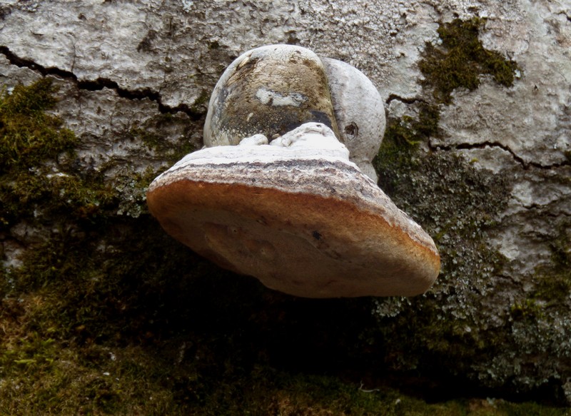 geotropismo - Trichaptum biforme