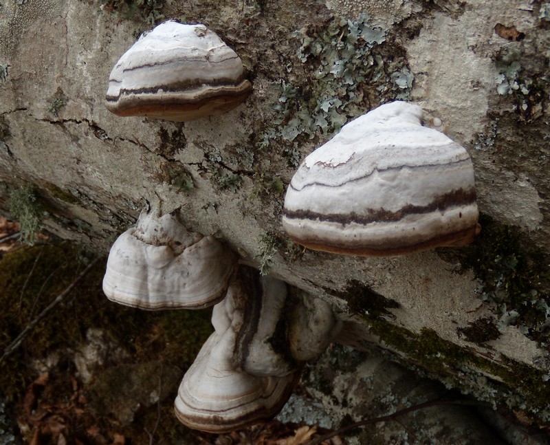 geotropismo - Trichaptum biforme